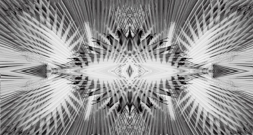 Grafica Palma scomposta 50x200