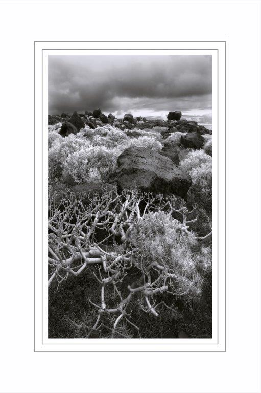 Grafica Brughieria fiorita b/nero 80x120