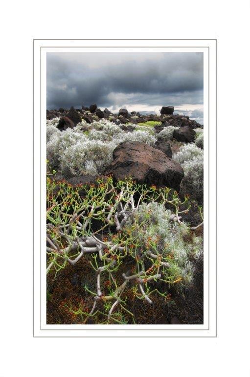 Grafica Brughieria fiorita colori 60x60